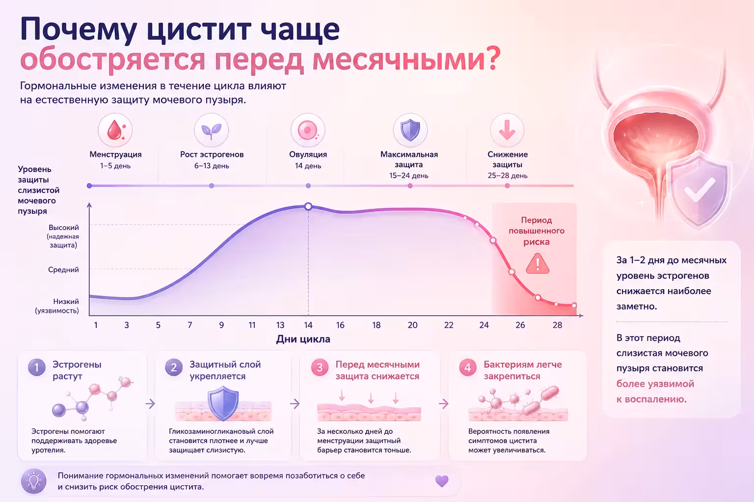 Инфографика зависимости защиты мочевого пузыря от фазы цикла